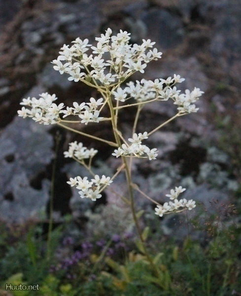 Isorikko (Saxifraga hostii), siemeniä 50 kpl