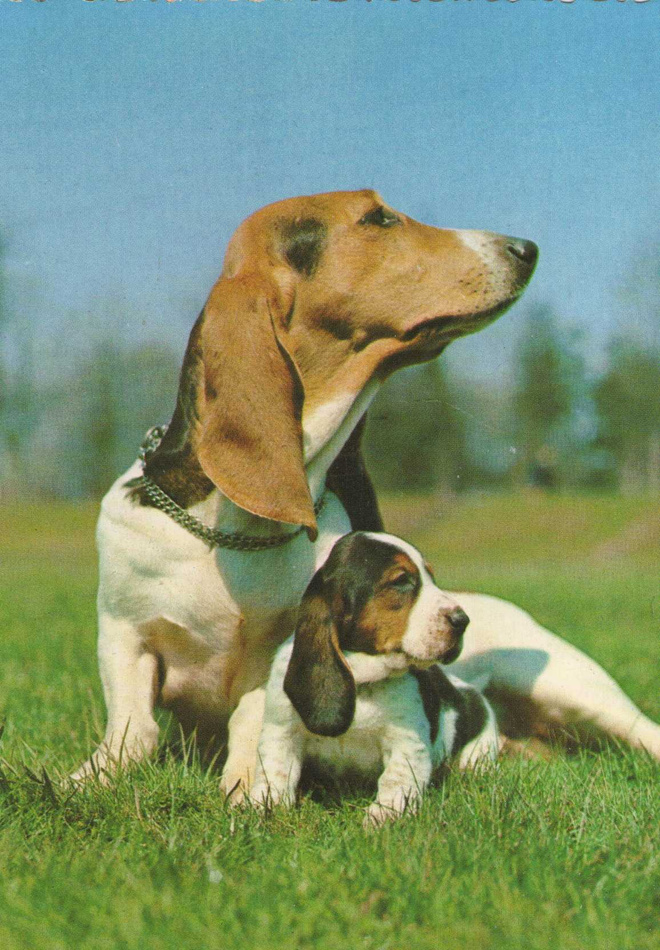 BASSET POSTIKORTTI