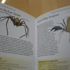Bugs - Expert Guide - Paula Hammond - Uusi - pikkukuva 2