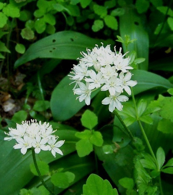 Sarjaklintonia (Clintonia umbellulata), siemeniä 20 kpl