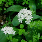 Sarjaklintonia (Clintonia umbellulata), siemeniä 20 kpl - pikkukuva 1