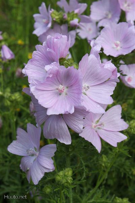 Myskimalva (Malva moschata), siemeniä 50 kpl