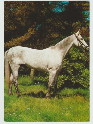 Valkoinen hevonen  (R)