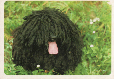 KOMONDOR POSTIKORTTI