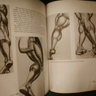 Burne Hogarth : DYNAMIC ANATOMY ( 1990 nide ) Sis.pk:t - pikkukuva 5