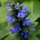 Hammasakankaali (Ajuga genevensis), siemeniä 50 kpl - pikkukuva 3