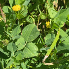 Piikkimailanen (Medicago polymorpha), siemeniä 50 kpl - pikkukuva 2