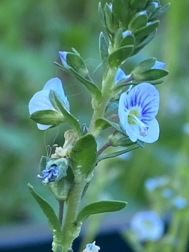 Orvontädyke (Veronica serpyllifolia), siemeniä 100 kpl