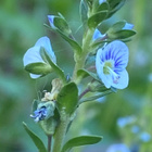 Orvontädyke (Veronica serpyllifolia), siemeniä 100 kpl - pikkukuva 1