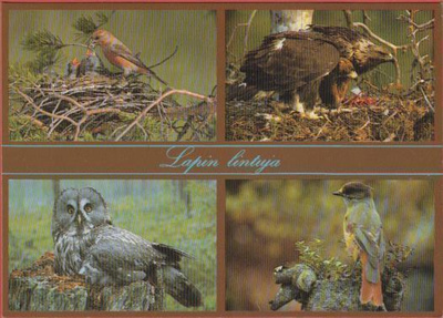 Lapin lintuja