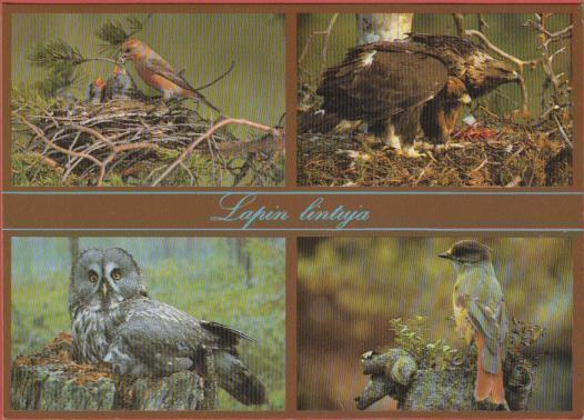 Lapin lintuja