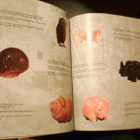 FABERGE näyttelyesite (1997) Sis.postikulut - pikkukuva 4
