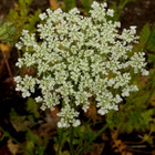 Rikkaporkkana (Daucus carota ssp. carota), siemeniä 50 kpl - pikkukuva 1
