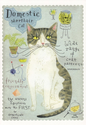 Marianna Sztyma: Domestic shorthair cat (isohko kortti)