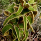 Phlomis leucophracta (Phlomis leucophracta), siemeniä 30 kpl - pikkukuva 2