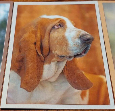 BASSET HOUND *UUSI KORTTI*