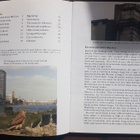 animal habitats - the kestrel in the town mike birkhead - pikkukuva 2