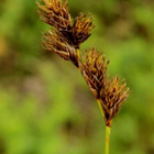 Jänönsara (Carex ovalis), siemeniä 50 kpl - pikkukuva 2