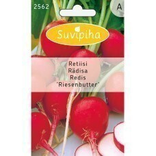 Retiisi "Riesenbutter" siemenet #