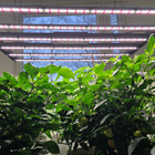 Lumatek Zeus 600W Pro 2.9 LED-kasvivalo 2kpl - pikkukuva 2