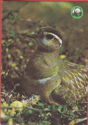 WWF Keräkurmitsa