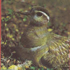 WWF Keräkurmitsa - pikkukuva 1