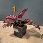 Begonian taimia - pikkukuva 2
