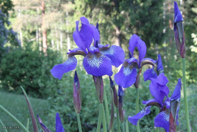 Siperiankurjenmiekka (Iris sibirica), siemeniä 50 kpl