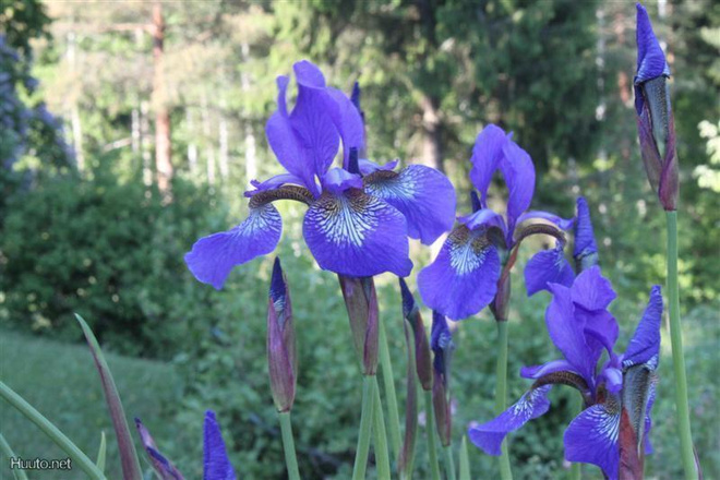 Siperiankurjenmiekka (Iris sibirica), siemeniä 50 kpl