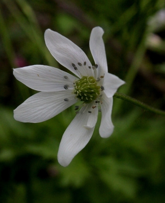 Himalajanvuokko (Anemone rivularis), siemeniä 50 kpl