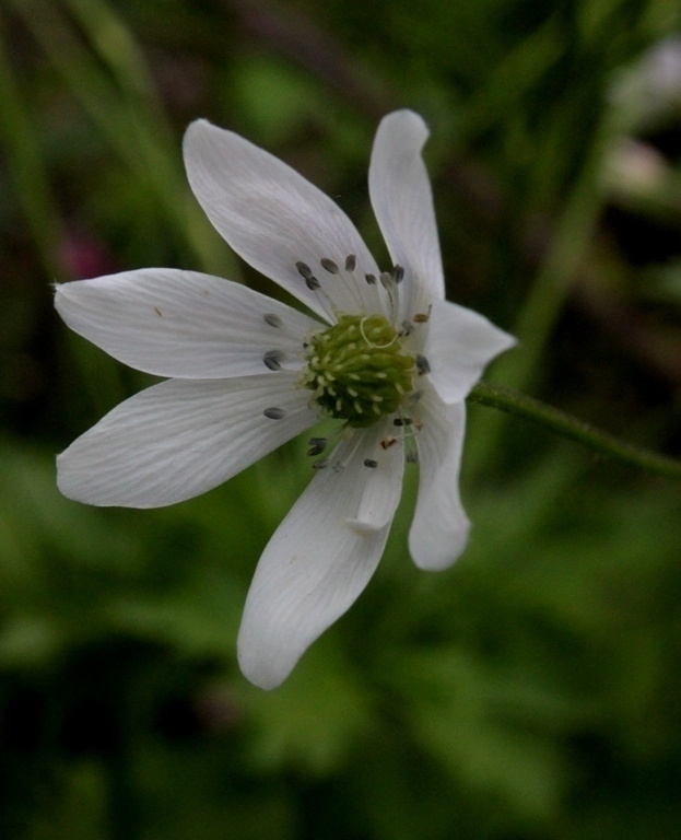 Himalajanvuokko (Anemone rivularis), siemeniä 50 kpl