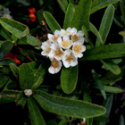 Välimerentulimarja (Pyracantha coccinea), siemeniä 30 kpl - pikkukuva 1