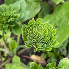 Rusettiratamo (Plantago major 'Rosularis'), siemeniä 50 kpl - pikkukuva 3