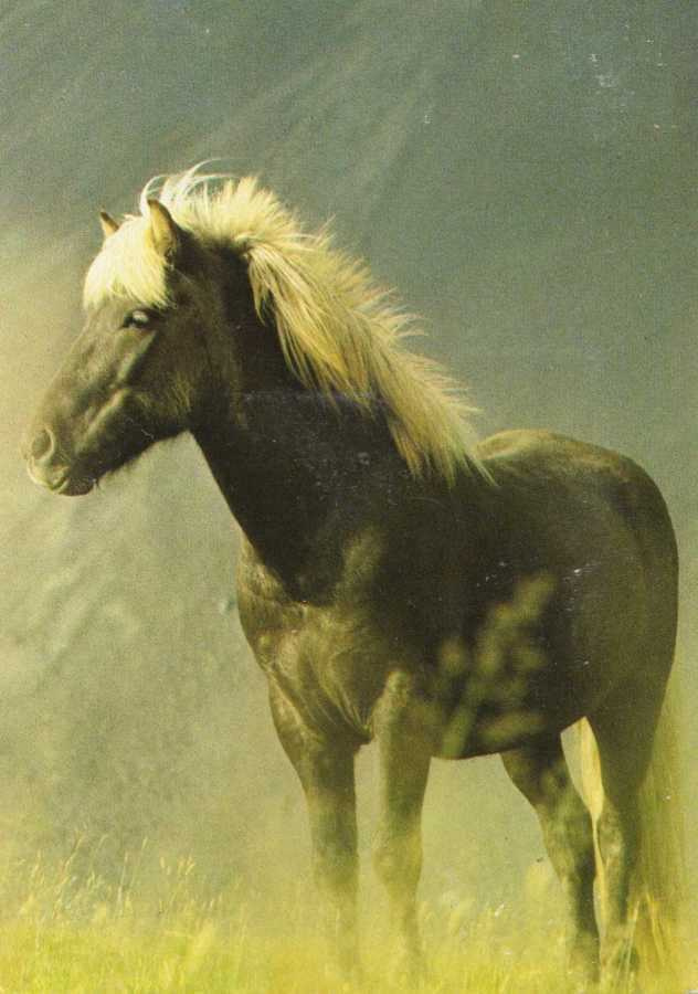 HEVONEN POSTIKORTTI  -  ISLANNIN PONI