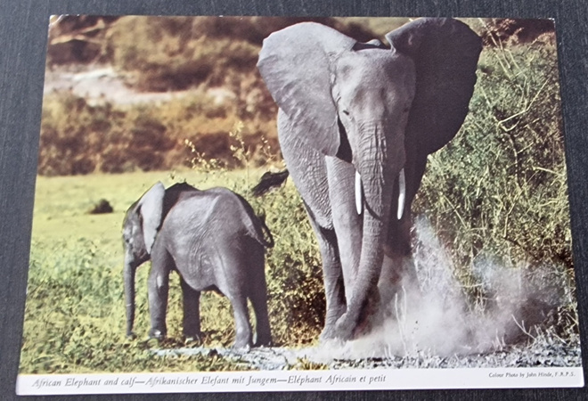 African Elephant and calf-Afrikanischer Elefant mit Jungem-E