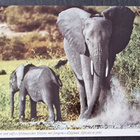 African Elephant and calf-Afrikanischer Elefant mit Jungem-E - pikkukuva 1