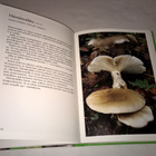 HERKULLISET RUOKASIENET  BO NYLEN - pikkukuva 5