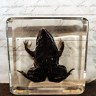 Natura Obscura – Entomologinen näyte no. 505 - pikkukuva 1