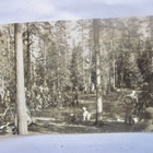 Valokuva Viipuri 1919 Suojeluskunta Vapaussota 1. Vuosipäivä - pikkukuva 1
