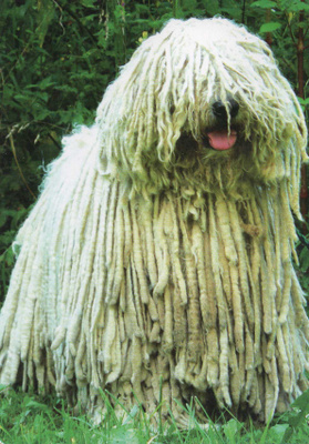 KOMONDOR POSTIKORTTI