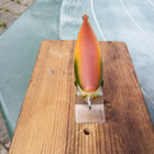 Luntio 8,5cm Jalokalalle - pikkukuva 3