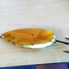 Kuusamo Finland  Hauki  20,9g   8cm - pikkukuva 2