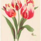 TULPPAANEJA - kulk. 1929 - pikkukuva 1
