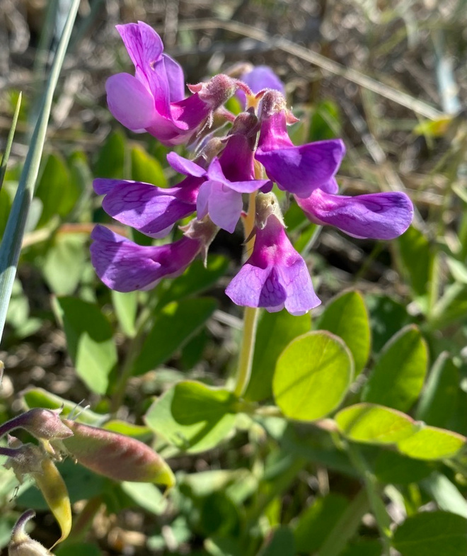 Merinätkelmä (Lathyrus maritimus), siemeniä 30 kpl