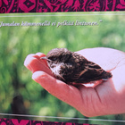 pikkulintu, Jumalan kämmenellä...kulkenut 2001 - pikkukuva 1