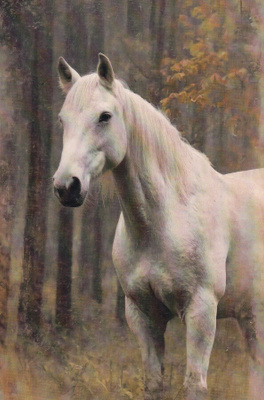 postikortti hevonen