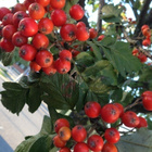 Suomenpihlaja (Sorbus hybrida), siemeniä 30 kpl - pikkukuva 1