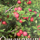 ANSSI KRANNILA - ANNE PAALO: OMENAPUU - pikkukuva 1