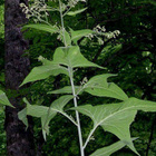 Kakalia (Parasenecio hastatus), siemeniä 50 kpl - pikkukuva 1