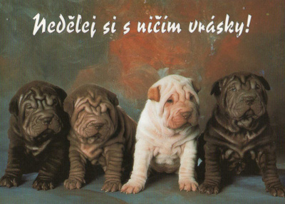SHAR PEI POSTIKORTTI